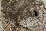 Triassic Petrified Wood (Araucaria) Slab - Madagascar #81341-1